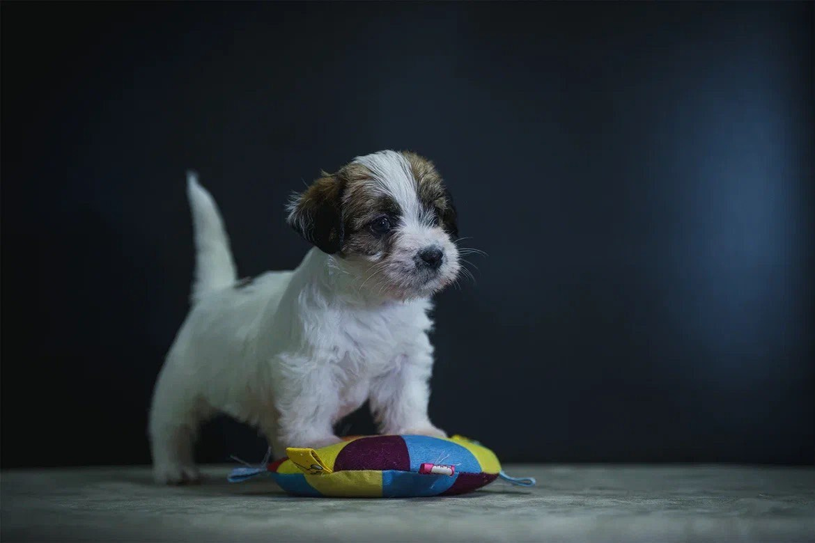 Сука 3. Lovely-Orange питомник джек рассел терьеров