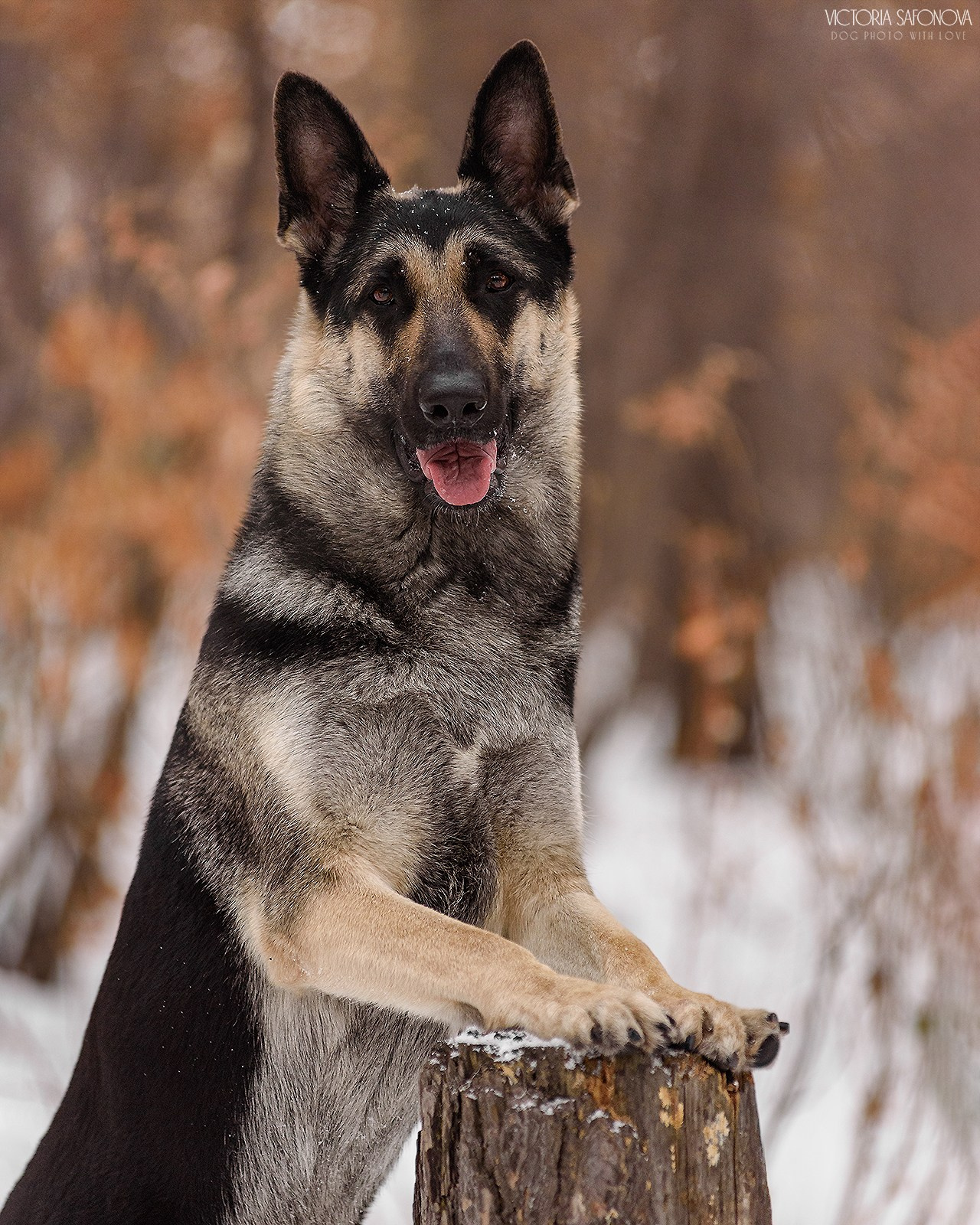 Одри 17.02.2024. Фотограф анималист Благовещенск. Сафонова Виктория