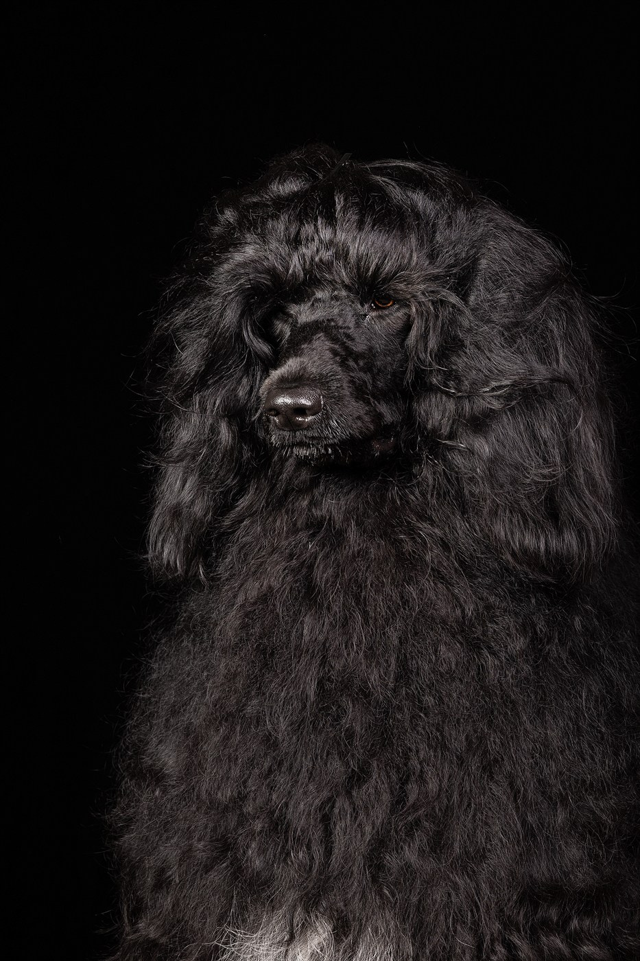 Небольшой отчёт о том, как прошли студиные фото дни. Фотограф-анималист Natalia Deingel | Фотосъемка собак в Москве