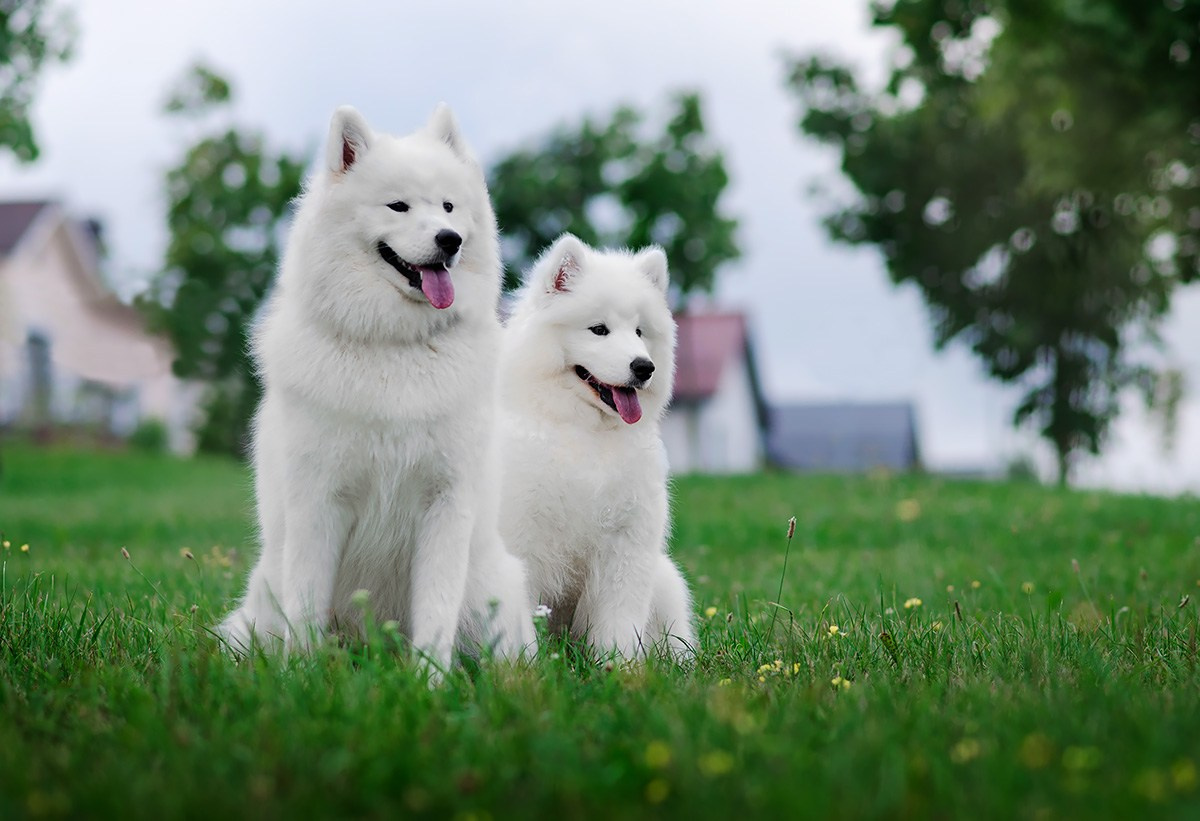 ЖЫВЁЛЫ. Вясельны і партрэтны фатограф Сяргей Клемянок