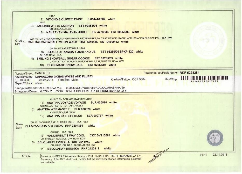 Родители / Щенки. Самоед Новосибирск