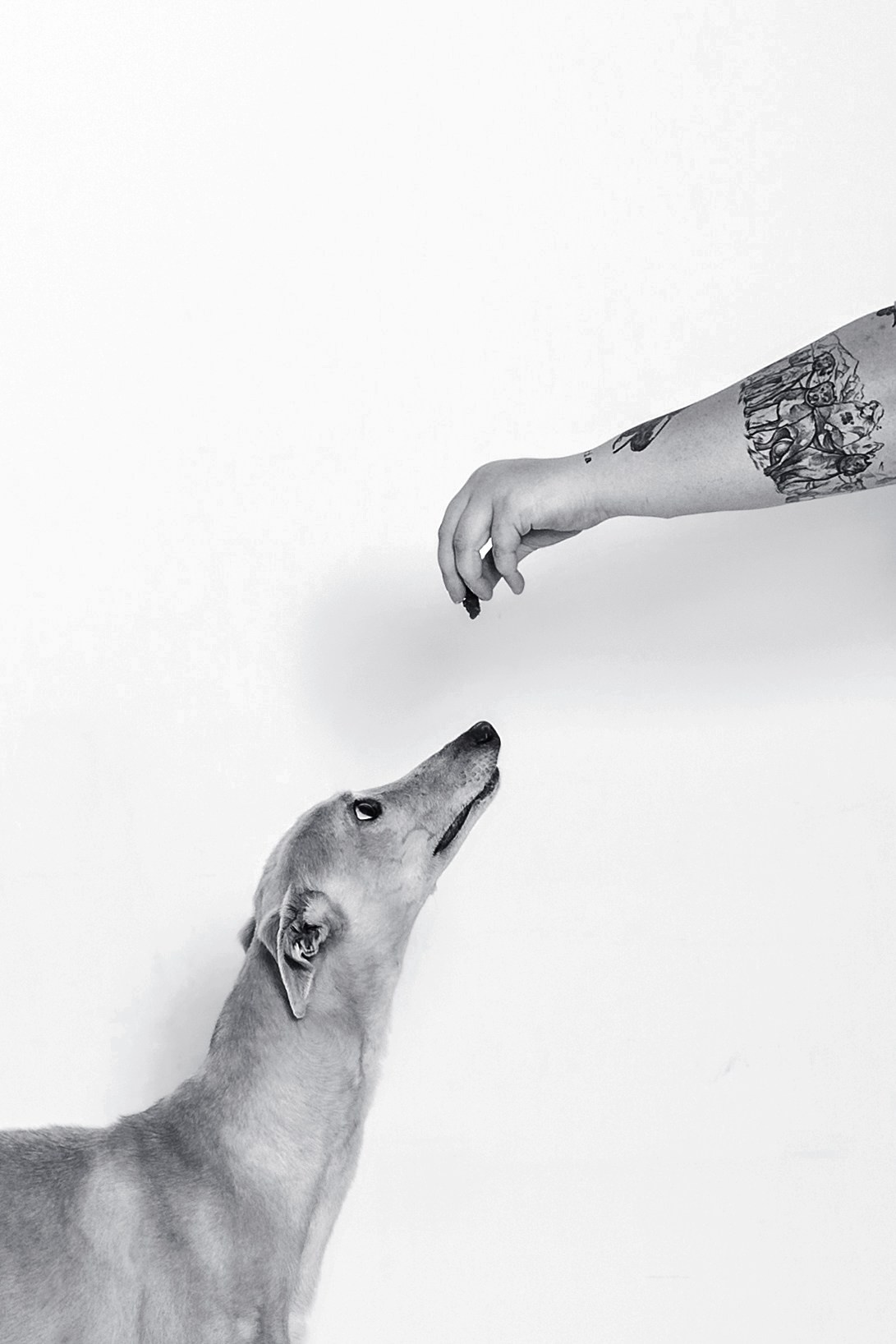 Студийная съемка 2 собак 2024. Фотограф-анималист Татьяна Степанова