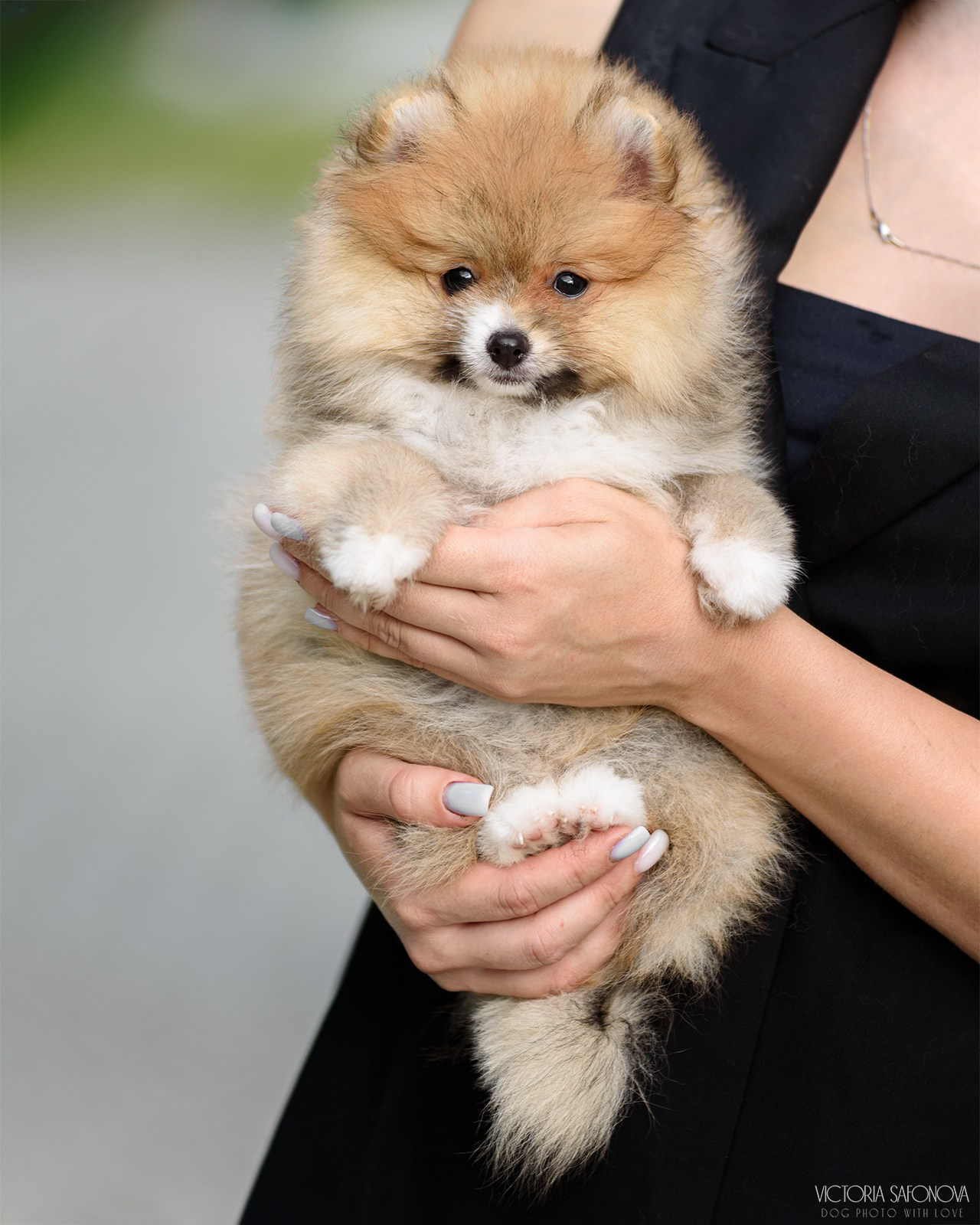 Шпицы 26.08.2023. Фотограф анималист Благовещенск. Сафонова Виктория