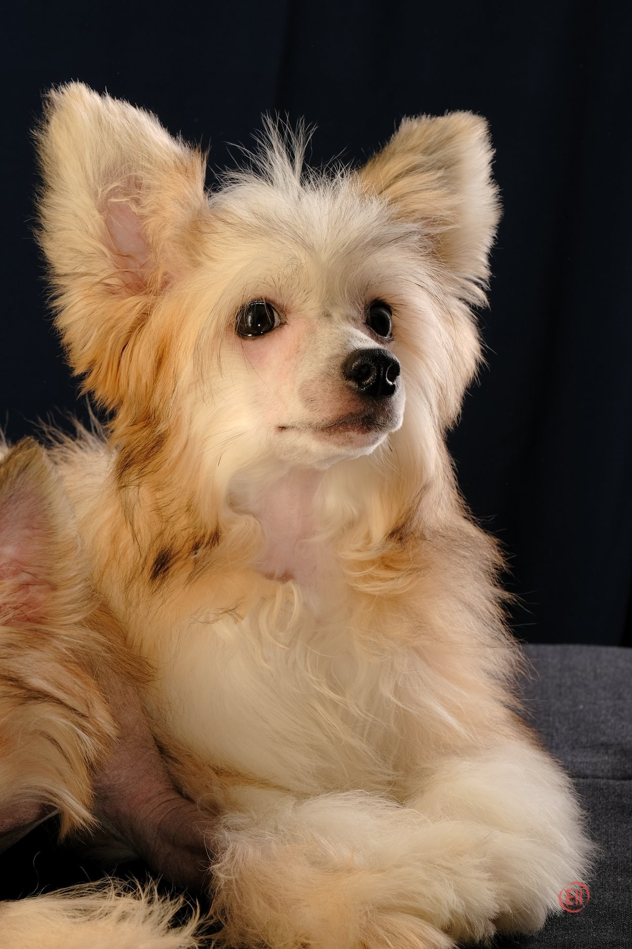 Poale Ell Chen. Chinese Crested Dog Kennel Poale Ell