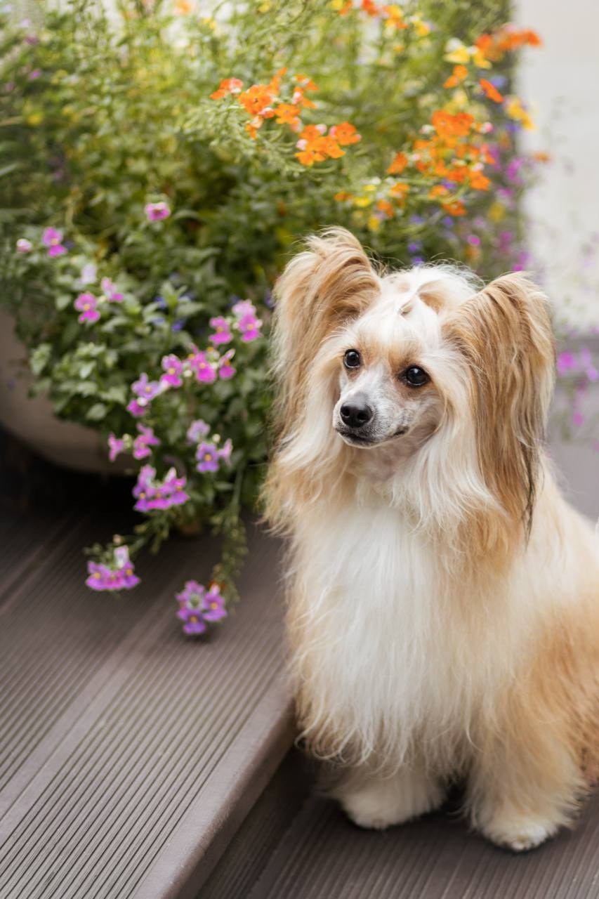 Poale Ell Veles. Chinese Crested Dog Kennel Poale Ell