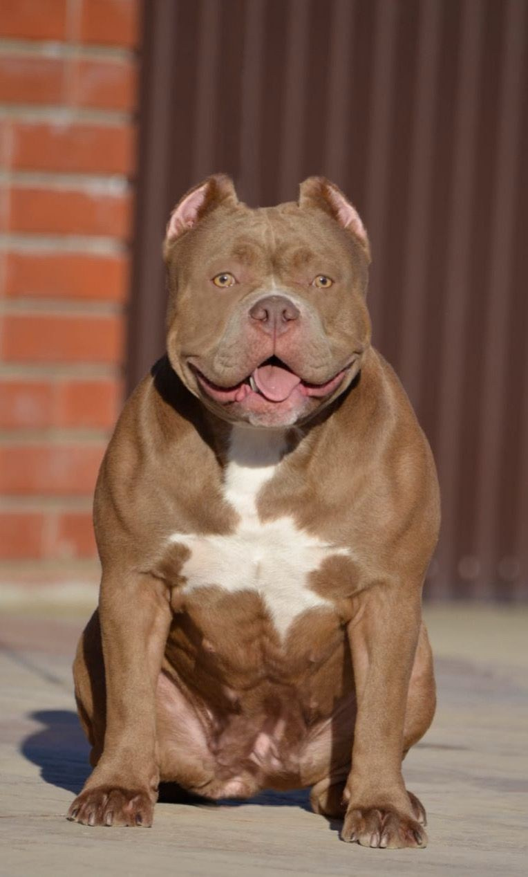 FORTIS FORTUNA VALIDI TEKILA. ПИТОМНИК СОБАК ПОРОДЫ АМЕРИКАНСКИЙ БУЛЛИ