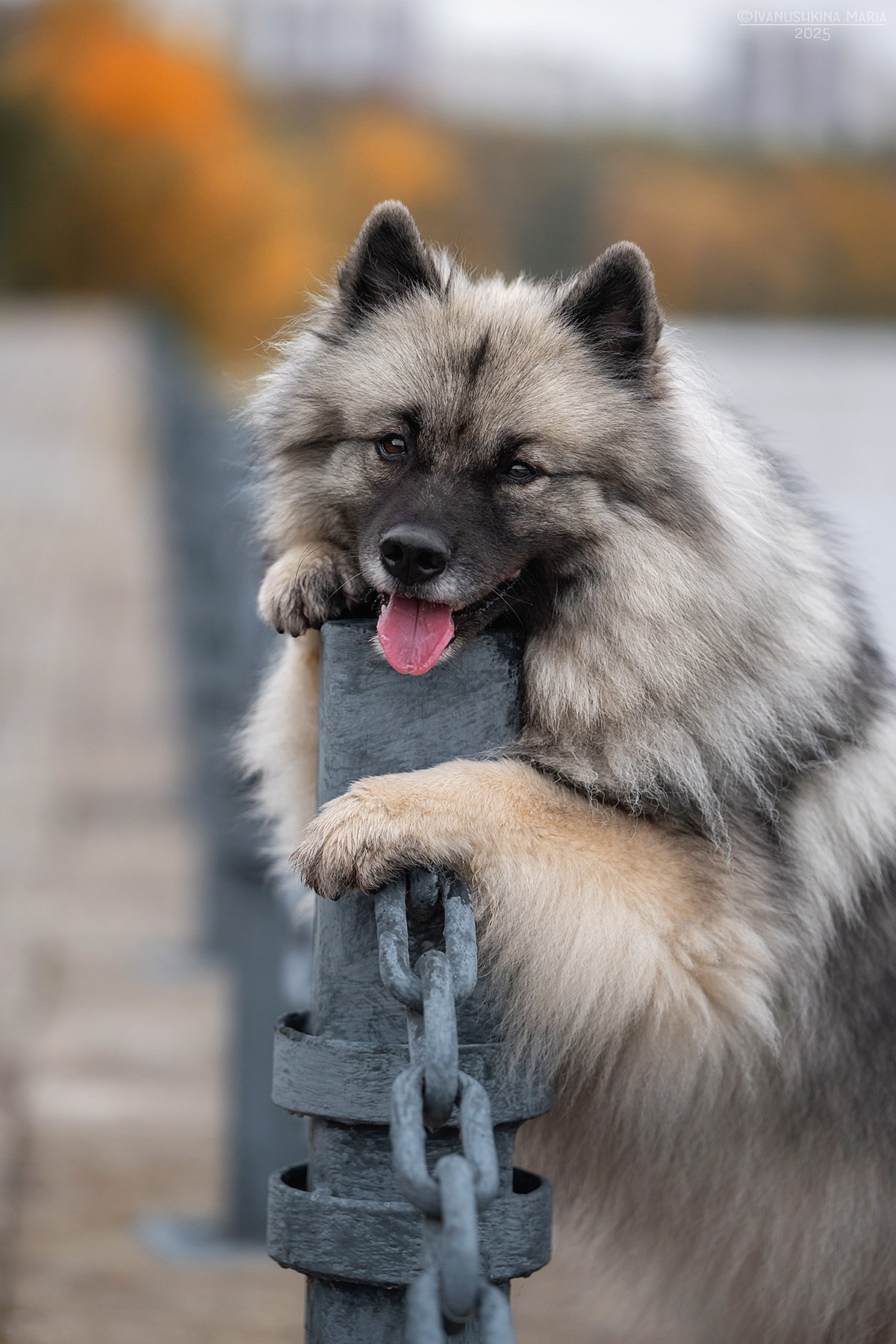 Фотограф-анималист. Фотограф собак в Москве и Московской области Иванушкина Мария