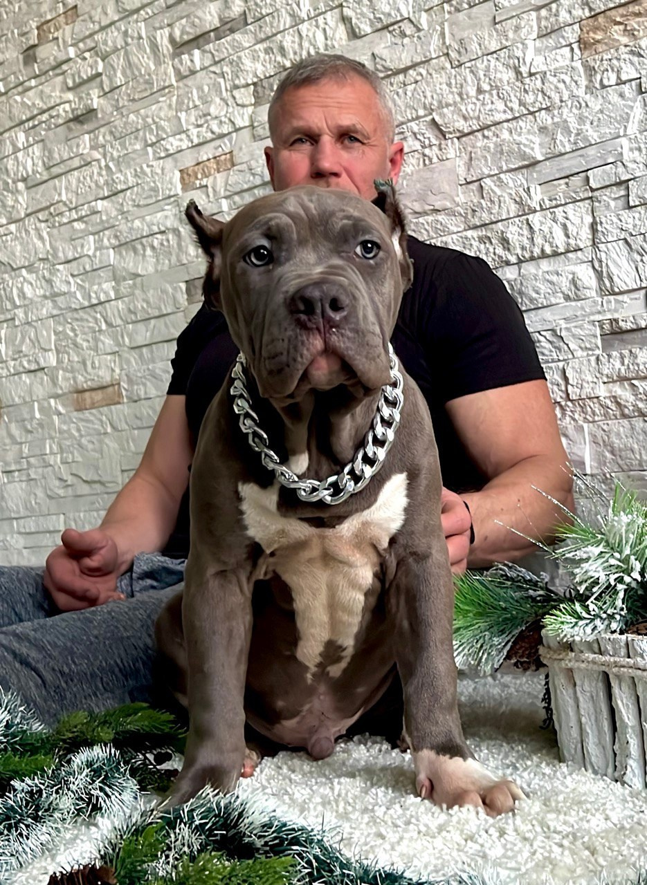 Все свободные щенки. Американские булли XL в г. Калининград. Питомник Great Bully UNIVERSE
