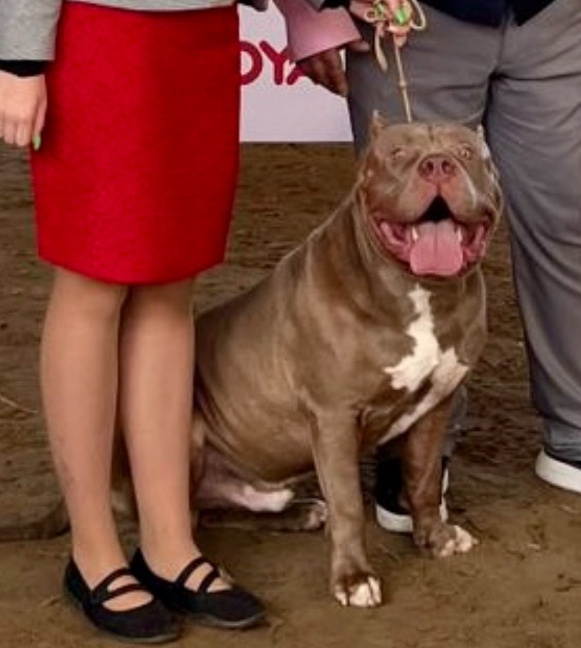 American Bully puppy marble color XL	in Tallinn, American Bully puppy with different eyes XL	in Tallinn, American bully puppy multicolored XL	in Tallinn, American bully puppy marble color XL	in Tallinn, 