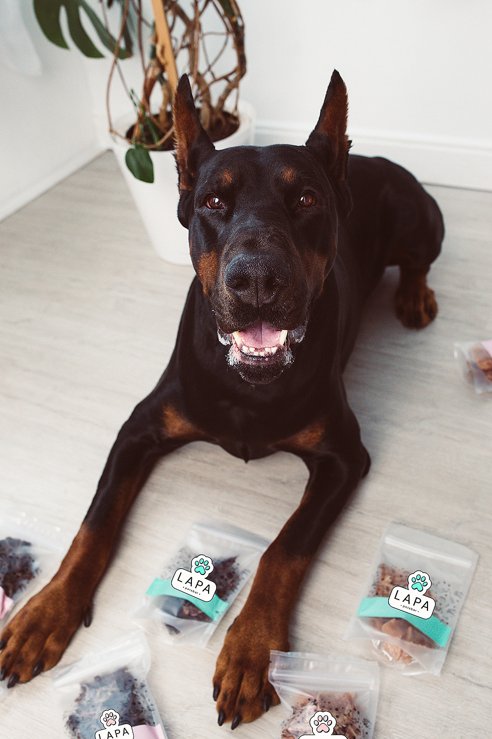 Lapa_petsbar. doberman. Фотограф ВИКА МЕДУЗА