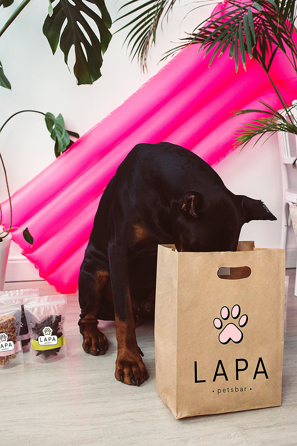 Lapa_petsbar. doberman. Фотограф ВИКА МЕДУЗА