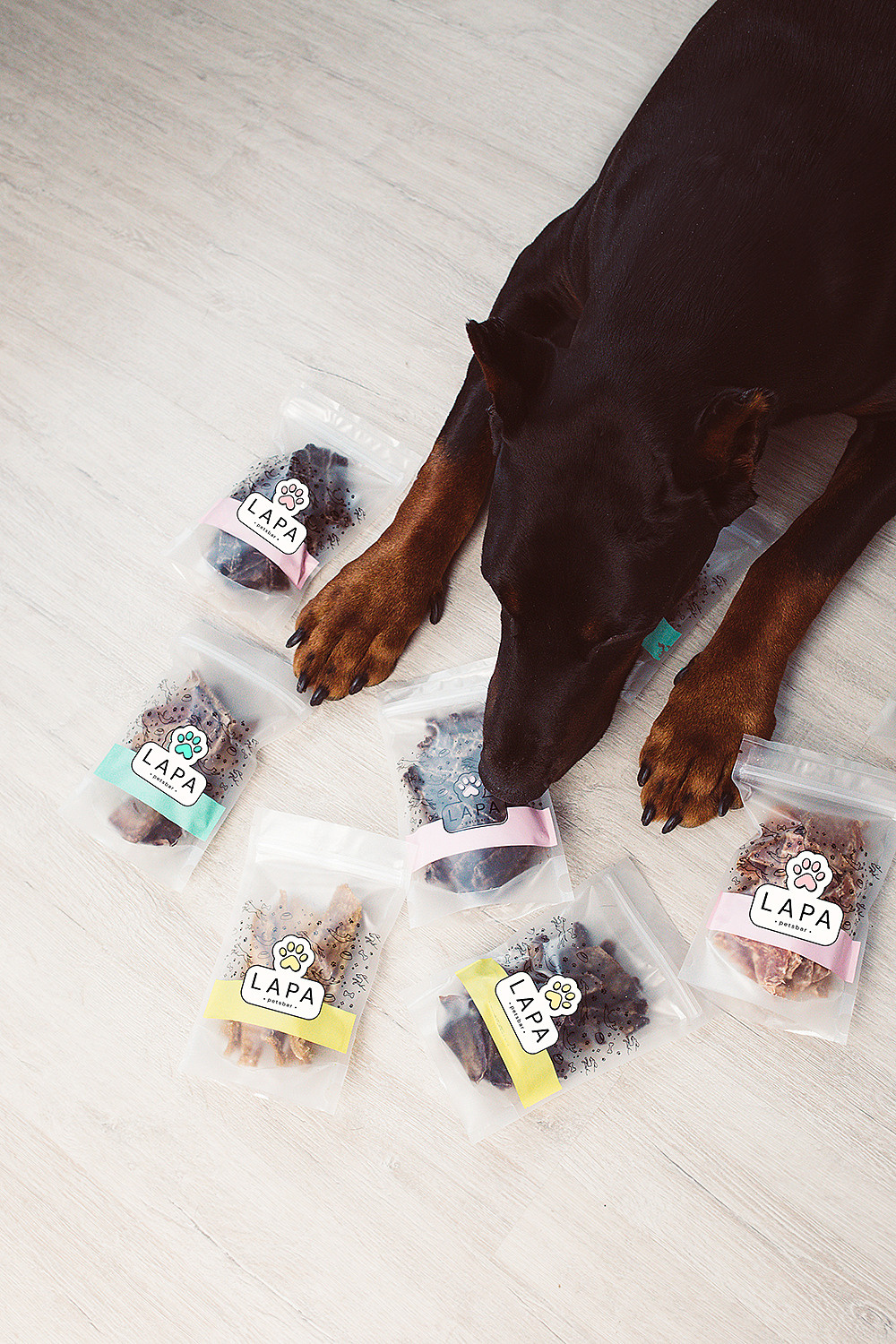 Lapa_petsbar. doberman. Фотограф ВИКА МЕДУЗА