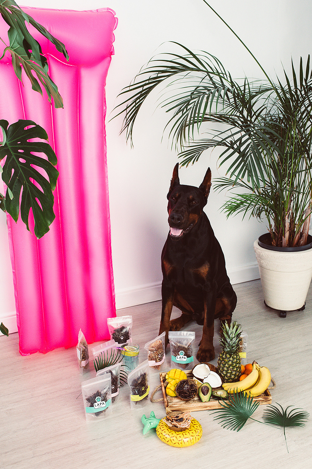 Lapa_petsbar. doberman. Фотограф ВИКА МЕДУЗА