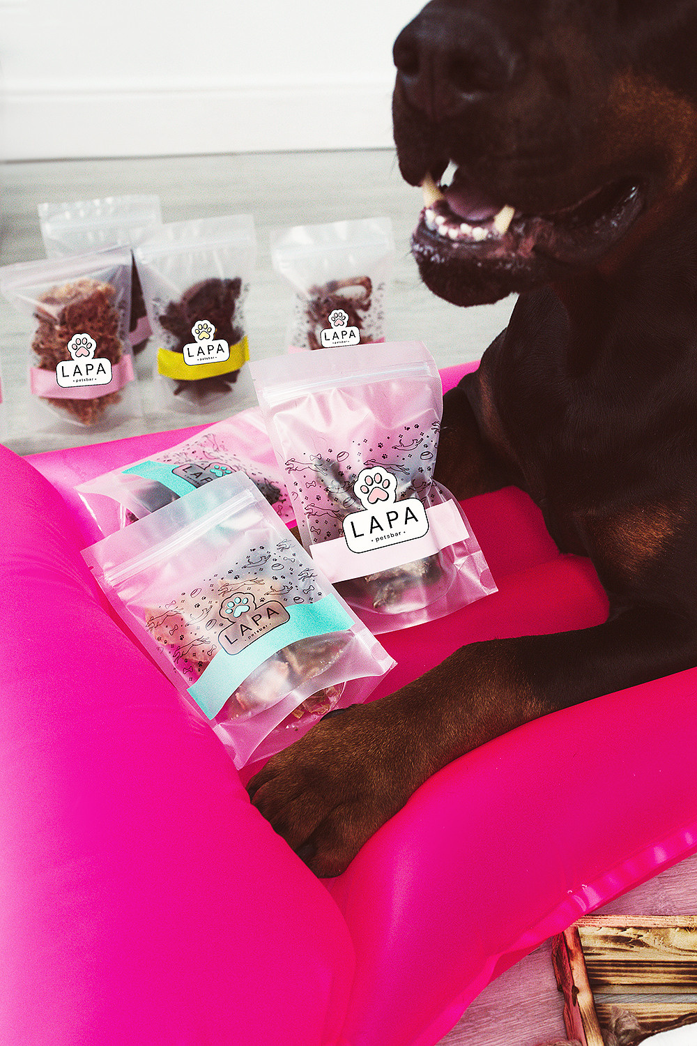 Lapa_petsbar. doberman. Фотограф ВИКА МЕДУЗА