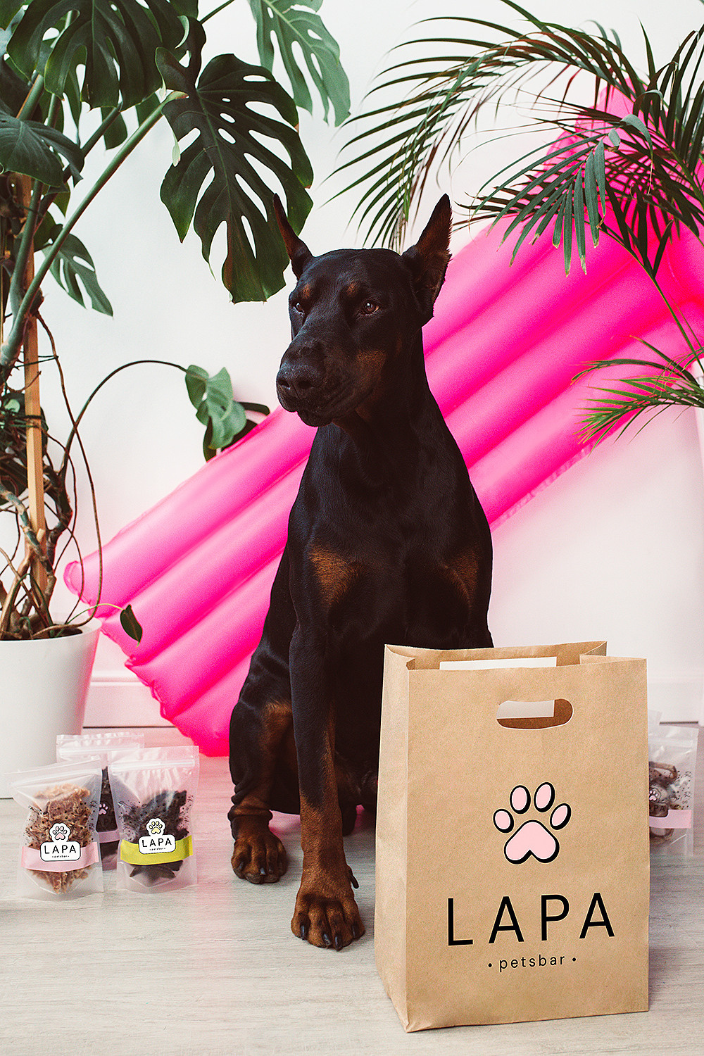 Lapa_petsbar. doberman. Фотограф ВИКА МЕДУЗА