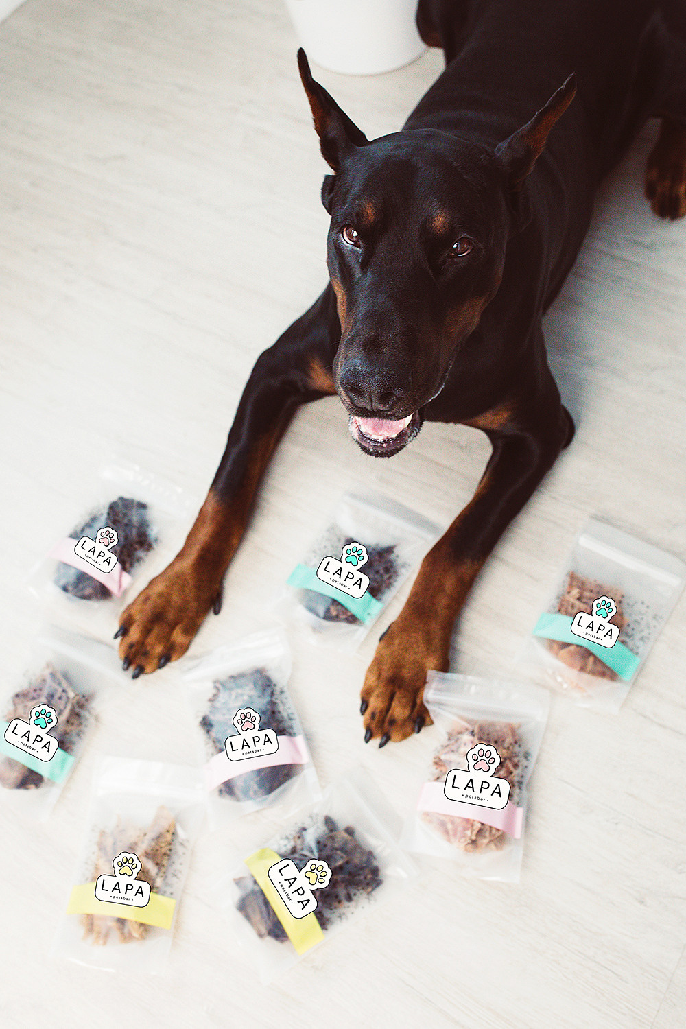 Lapa_petsbar. doberman. Фотограф ВИКА МЕДУЗА