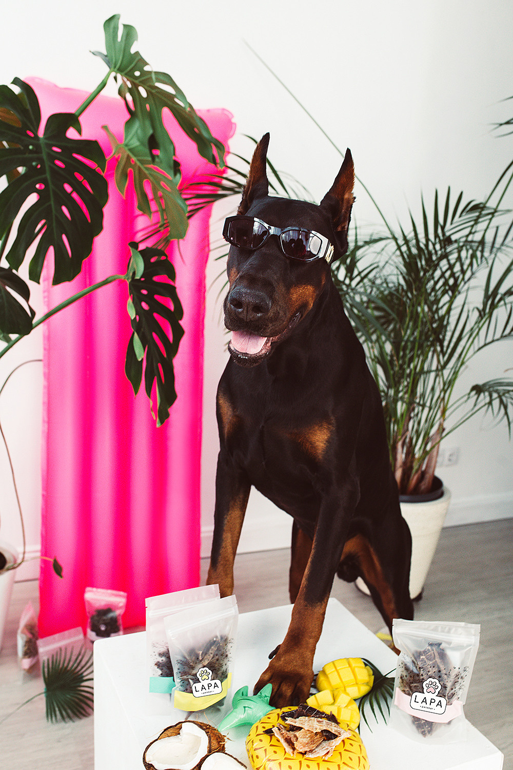 Lapa_petsbar. doberman. Фотограф ВИКА МЕДУЗА