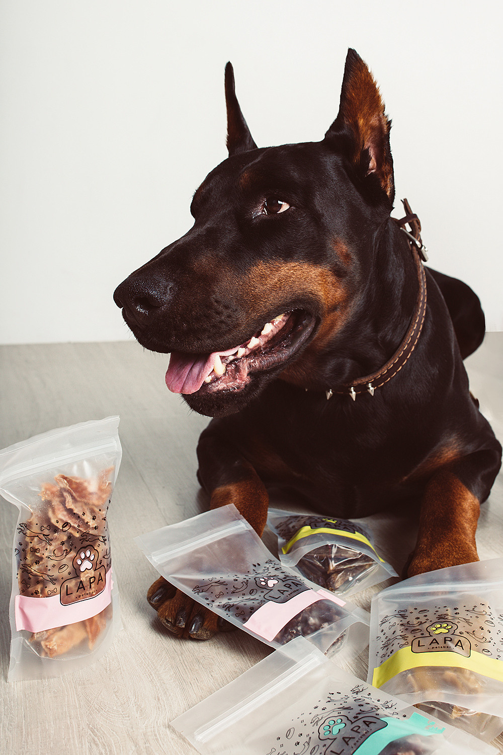 Lapa_petsbar. doberman. Фотограф ВИКА МЕДУЗА
