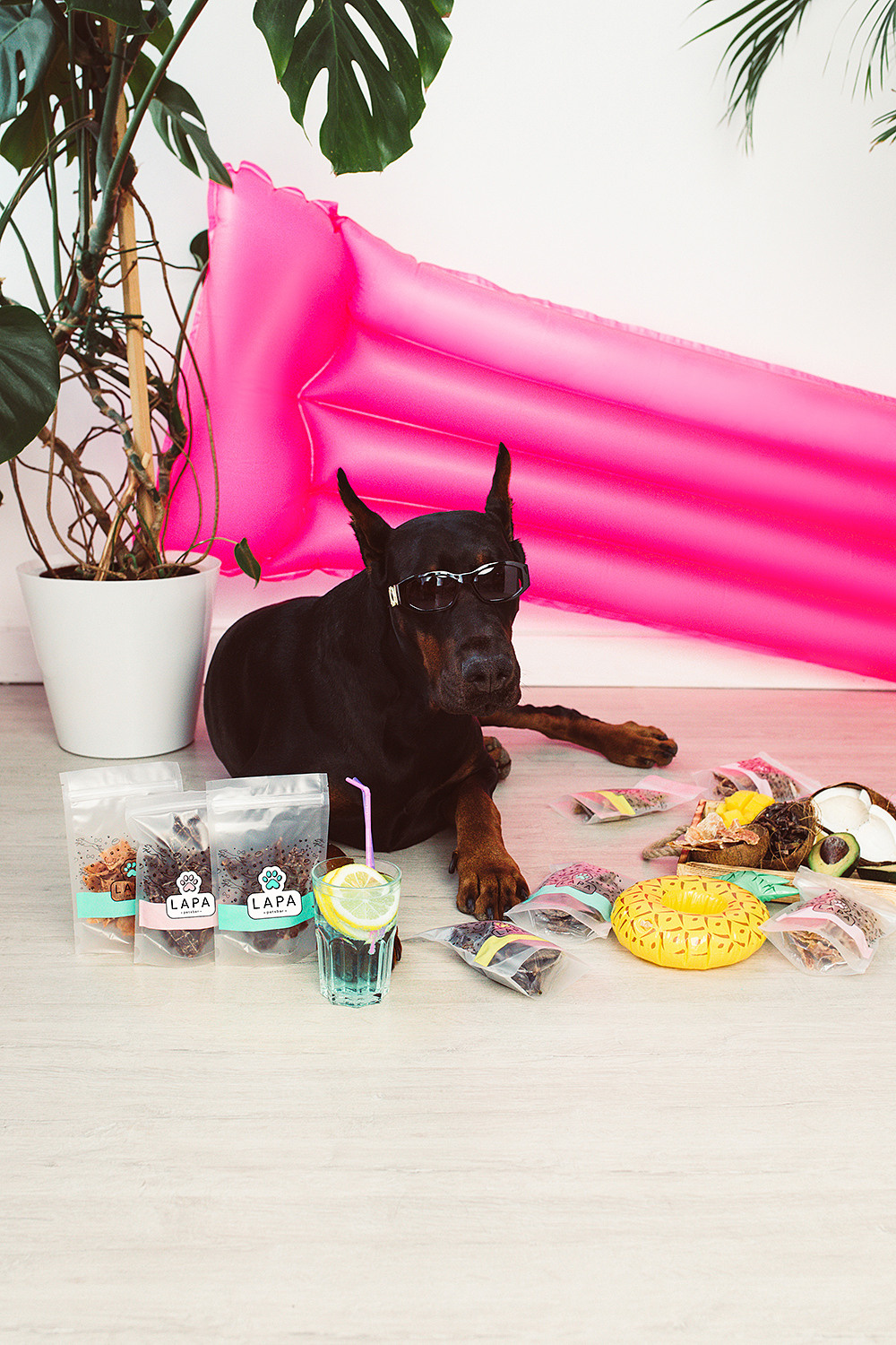 Lapa_petsbar. doberman. Фотограф ВИКА МЕДУЗА