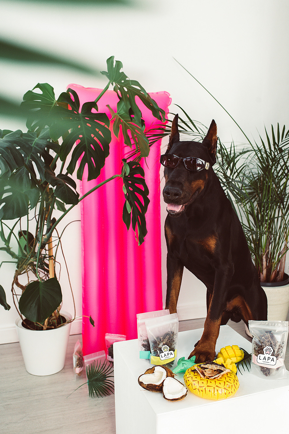 Lapa_petsbar. doberman. Фотограф ВИКА МЕДУЗА