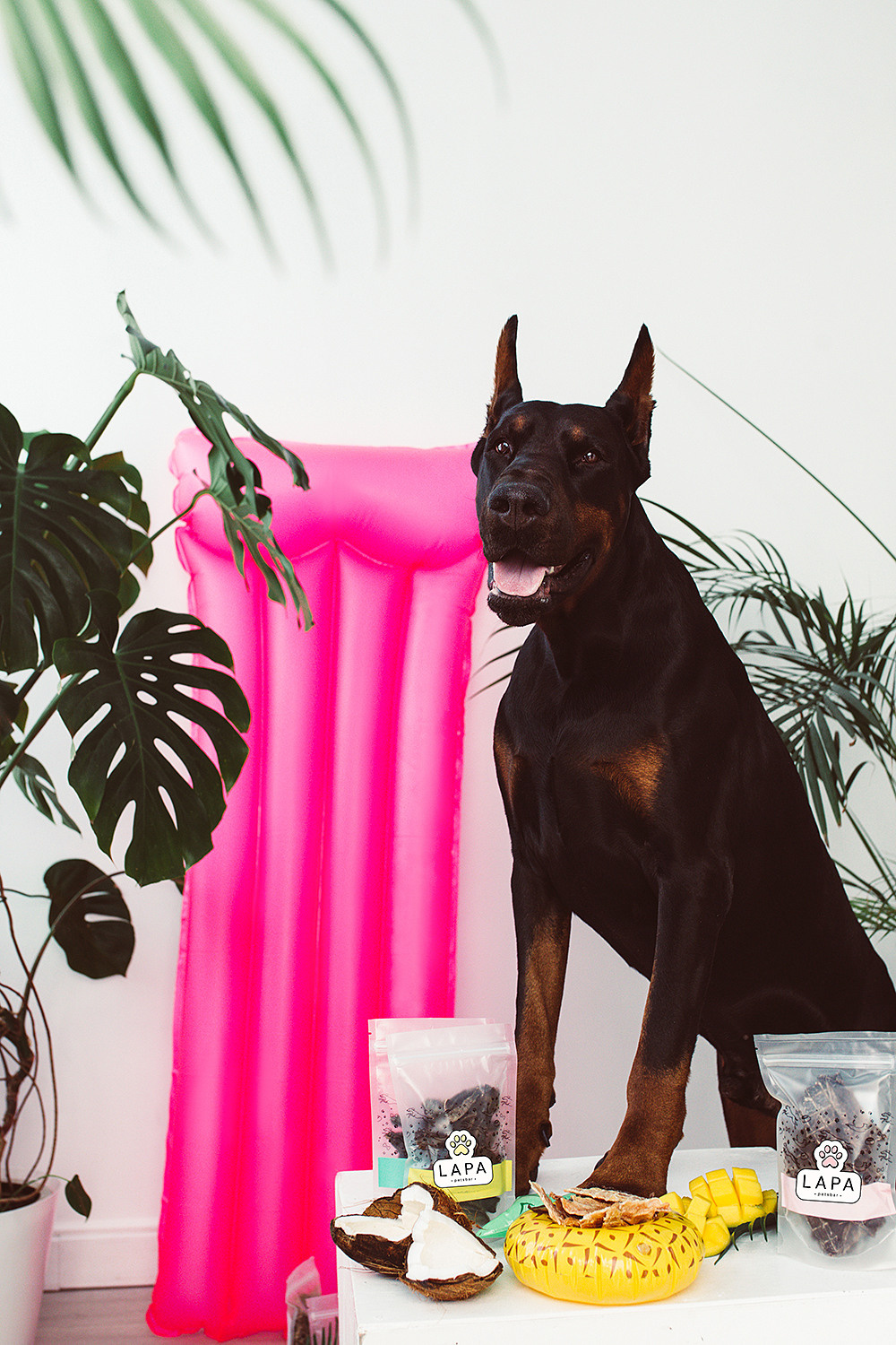 Lapa_petsbar. doberman. Фотограф ВИКА МЕДУЗА