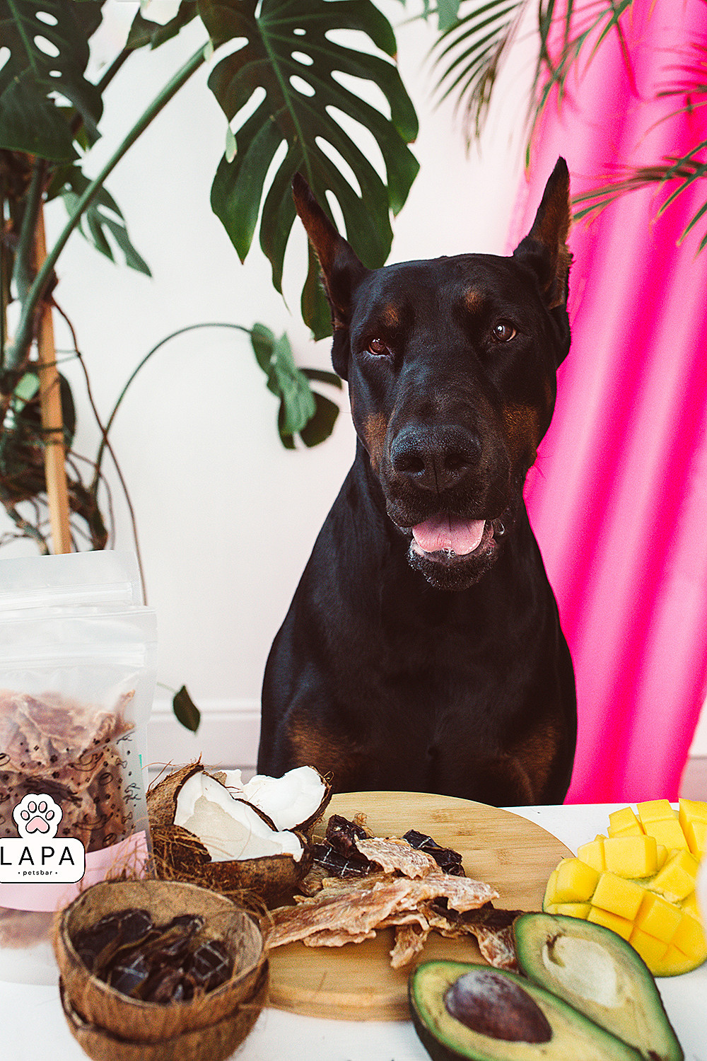 Lapa_petsbar. doberman. Фотограф ВИКА МЕДУЗА