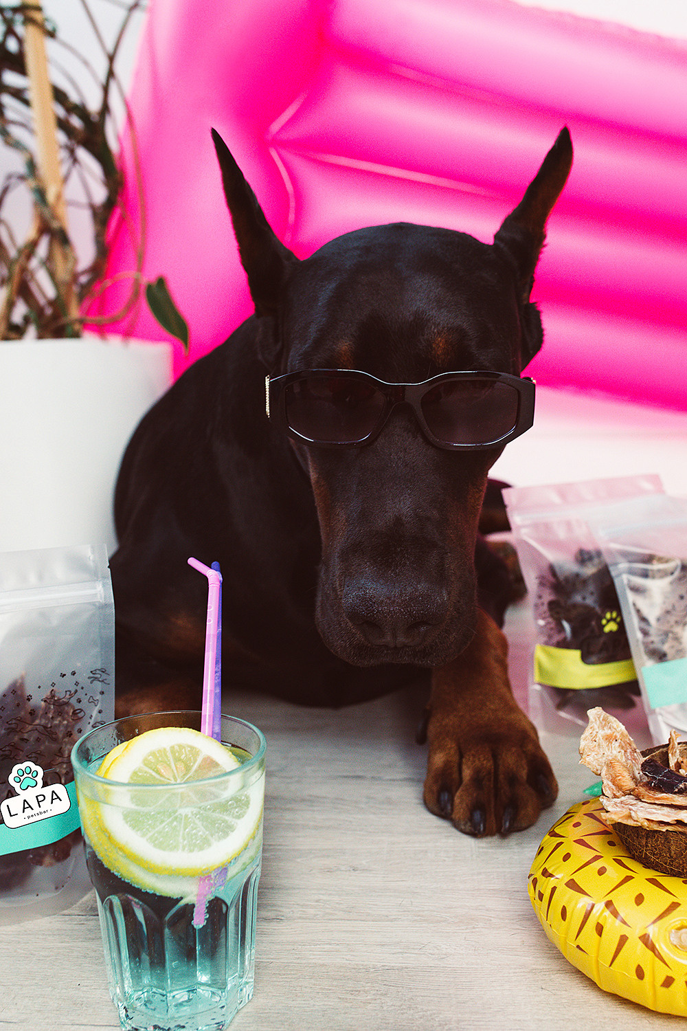 Lapa_petsbar. doberman. Фотограф ВИКА МЕДУЗА