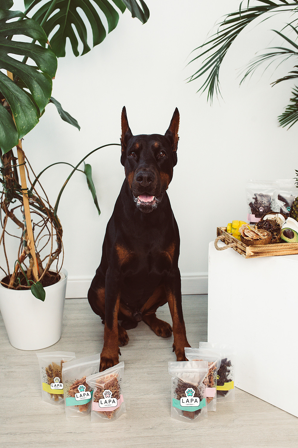 Lapa_petsbar. doberman. Фотограф ВИКА МЕДУЗА