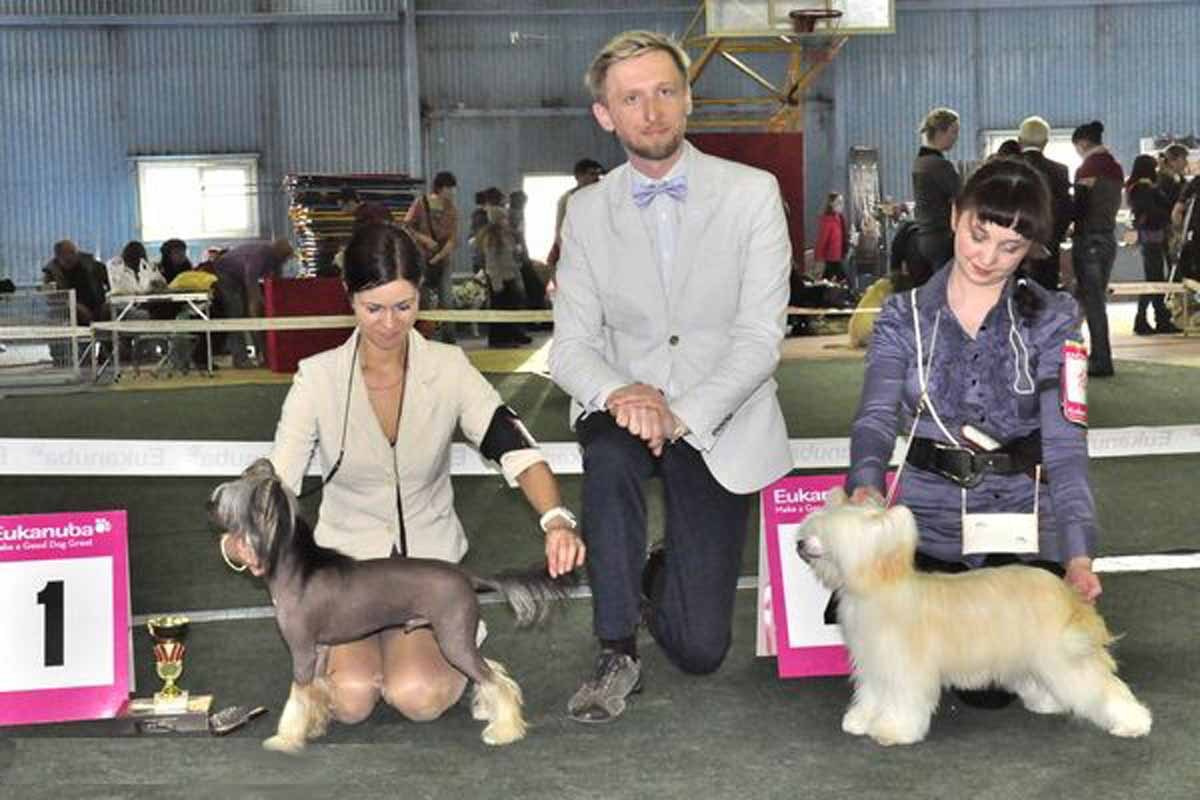 Нерону (Zlato Dinastii Neron) — 14 лет. Поздравляем тебя, наш знаменитый папа!. Питомник китайских хохлатых собак Poale Ell: купить щенка