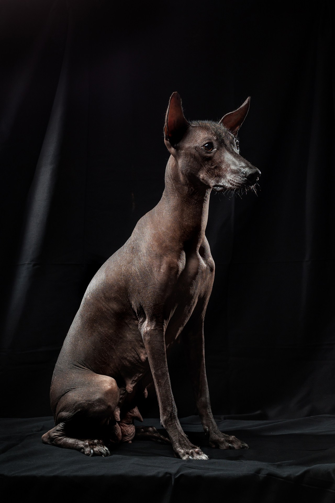 Фотосессия Фараоновой (Египетской) собаки. Свадебный и репортажный фотограф в Москве и Московской области