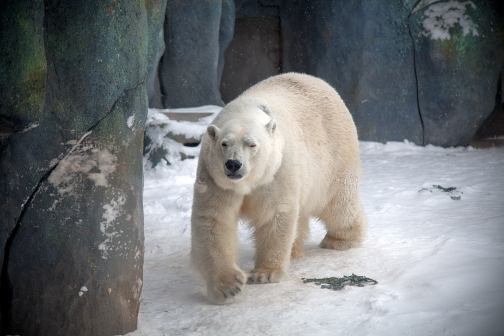 Wildlife photography. Photographer Kirill Sergeev | Moscow