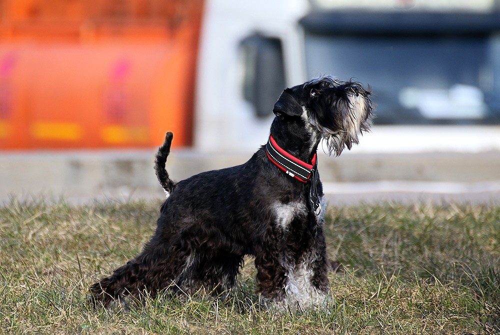 Питомник Делинсо Бэлэнс, щенки цвергшнауцера, купить щенка цвергшнауцера, питомник цвергшнауцеров, кобель цвергшнауцера для вязки, щенок цвергшнауцера, питомник цвергшнауцеров, черный с серебром, цверг, лучший питомник в беларуси