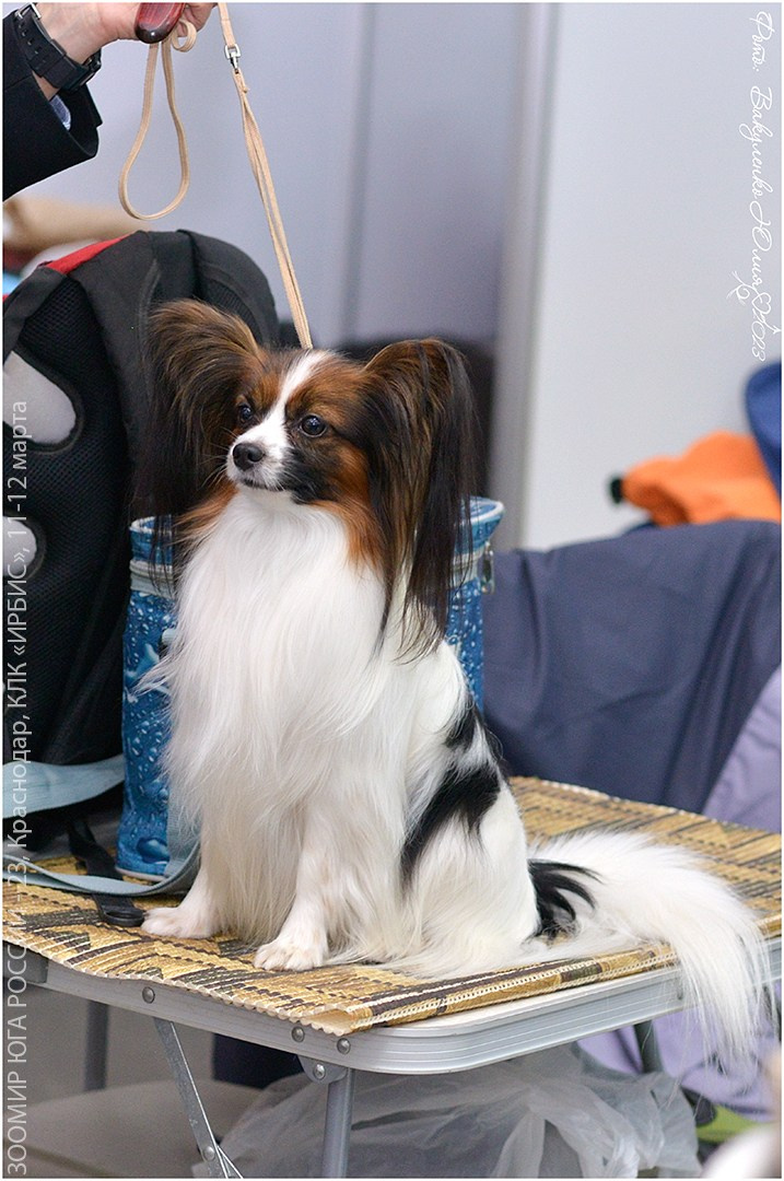 Репортаж. Фотограф анималист | семейный Юлия Вакуленко, г. Краснодар