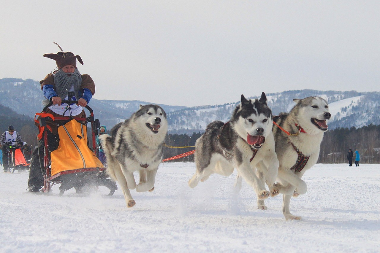 Манжерок. Гонки на собачьей упряжке