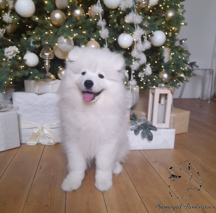 щенок самоеда Россия Москва 