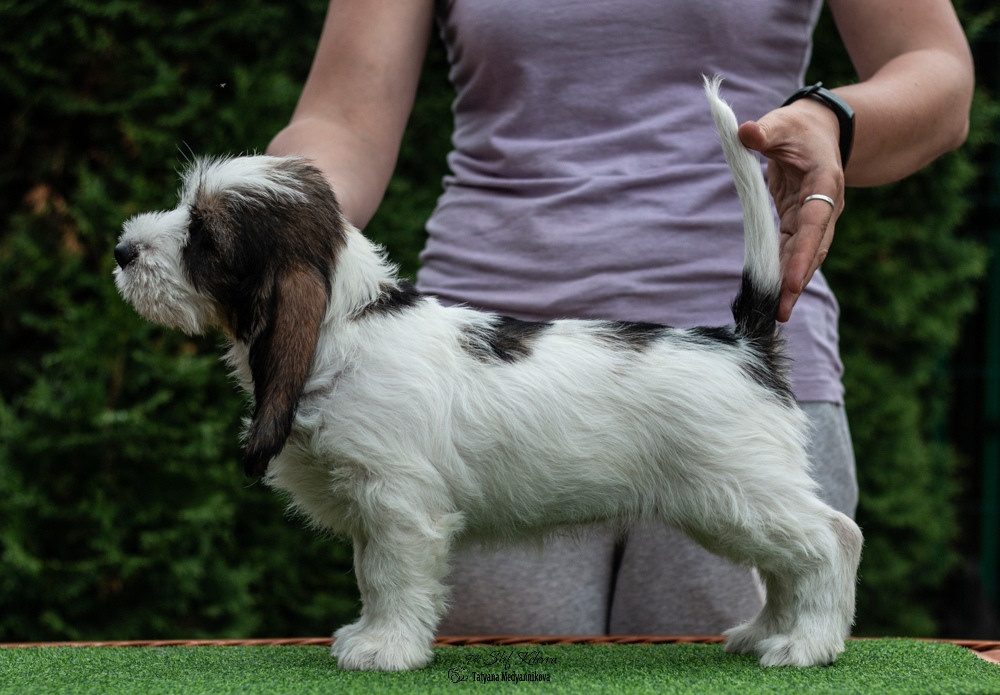 Малый Вандейский бассет гриффон
