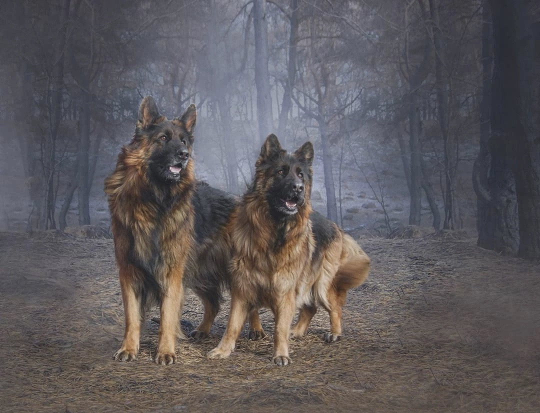 МК_СКИФКА. Фотограф Анималист из Новосибирска Татьяна Кауфман