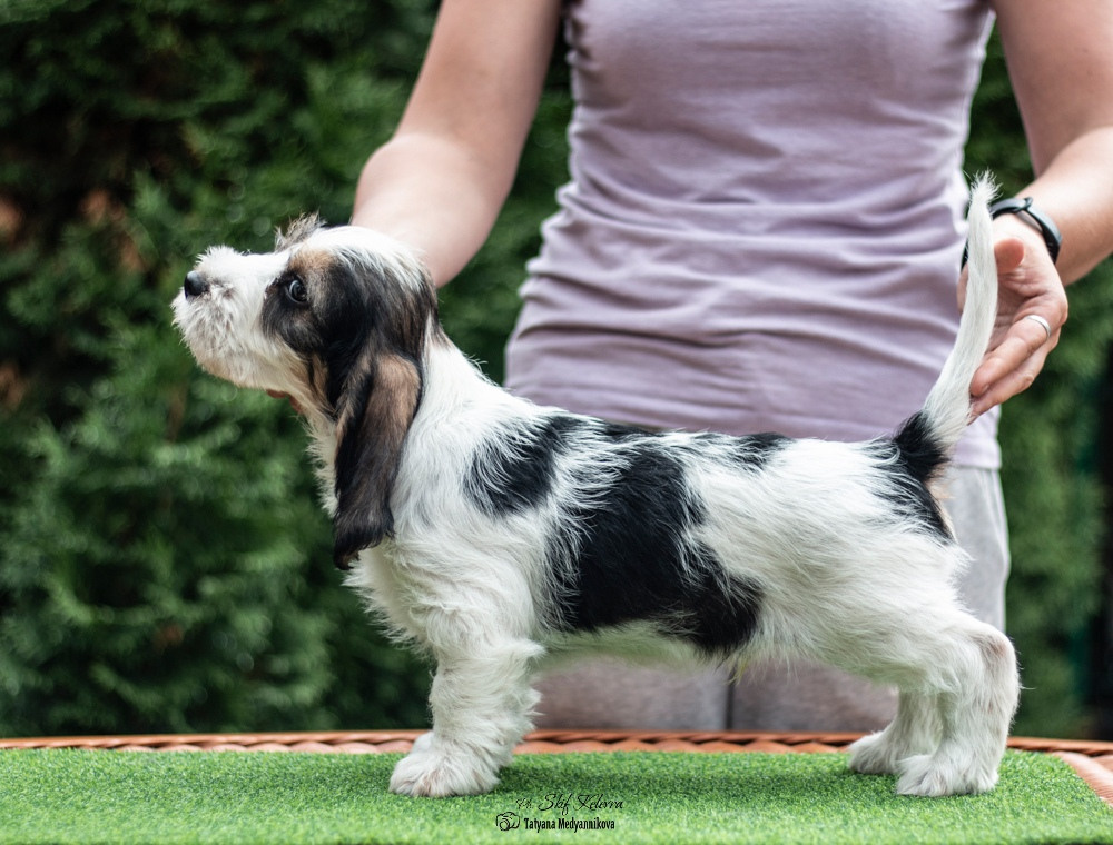 Малый Вандейский бассет гриффон