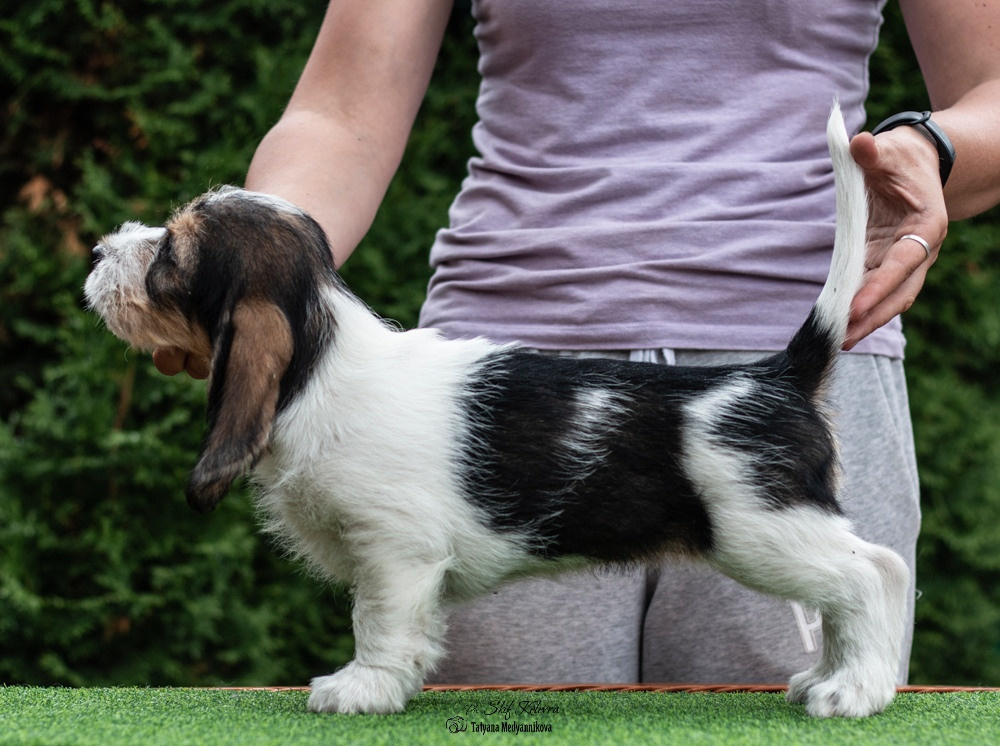 Малый Вандейский бассет гриффон