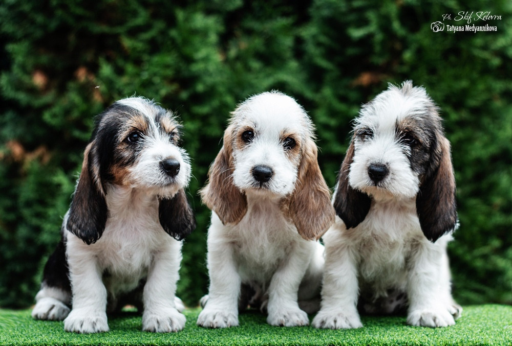 Малый Вандейский бассет гриффон щенки