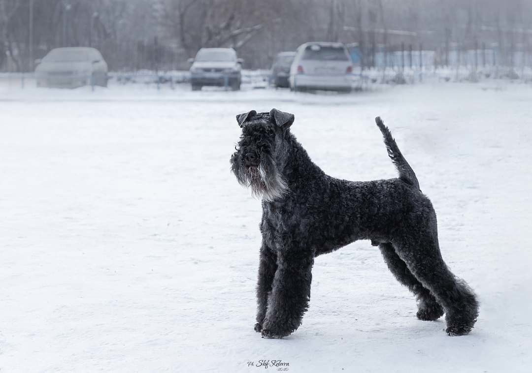 МК_СКИФКА. Фотограф Анималист из Новосибирска Татьяна Кауфман