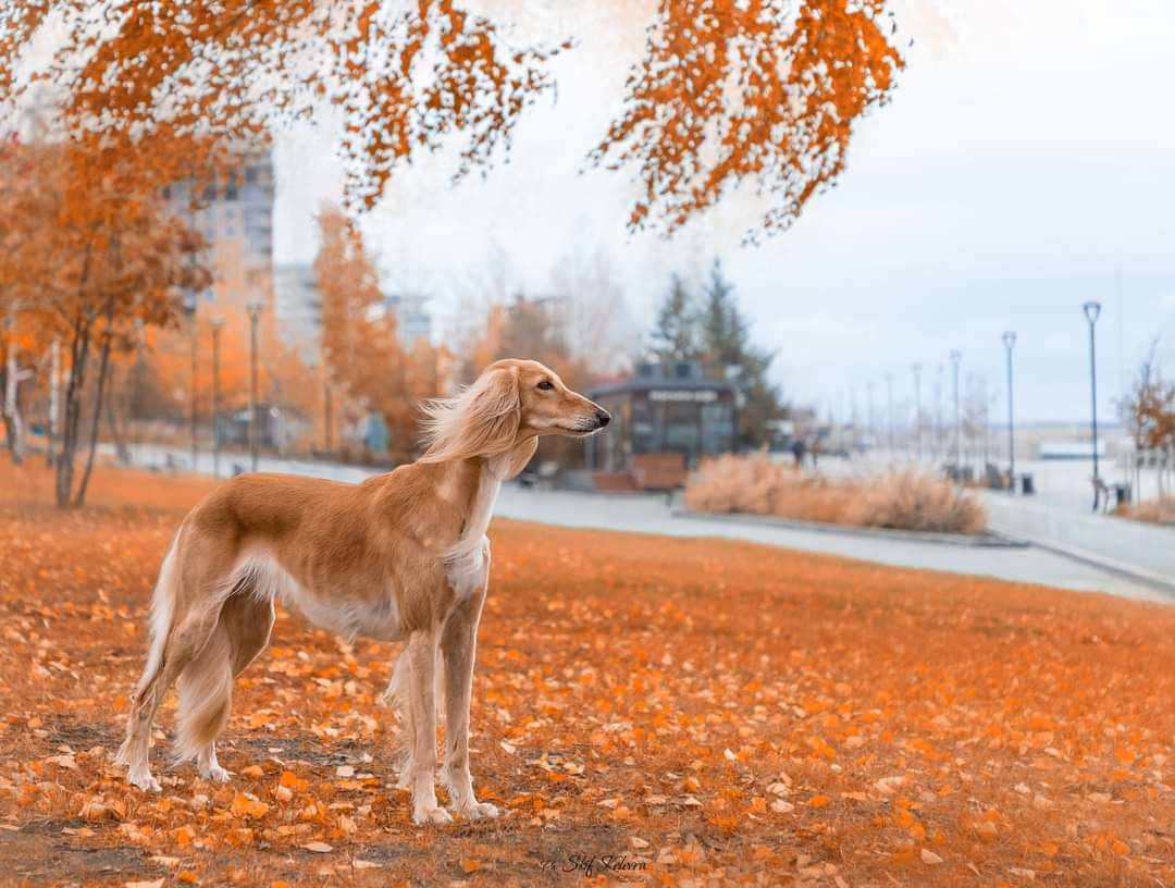 МК_СКИФКА. Фотограф Анималист из Новосибирска Татьяна Кауфман
