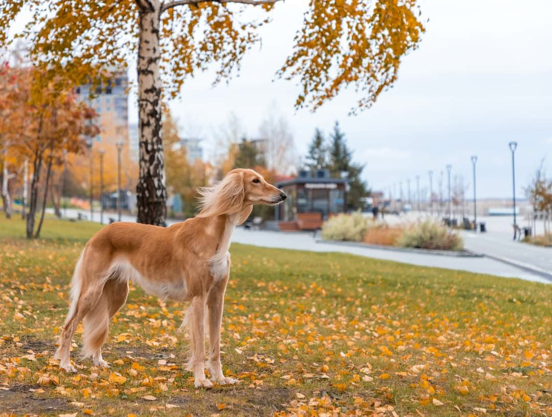 МК_СКИФКА. Фотограф Анималист из Новосибирска Татьяна Кауфман