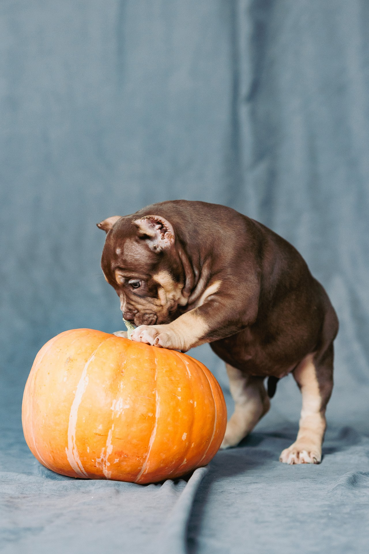 Щенки. Фотосъёмка для бизнеса — предметное фото, репортаж с мероприятий, портреты людей, съёмка интерьера и экстерьера