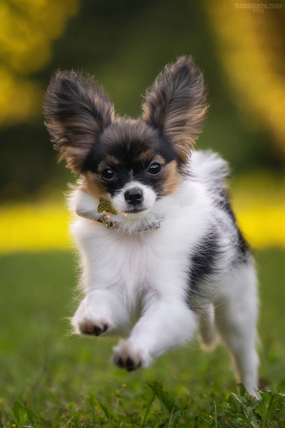 Фотограф-анималист. Фотограф собак в Москве и Московской области Иванушкина Мария