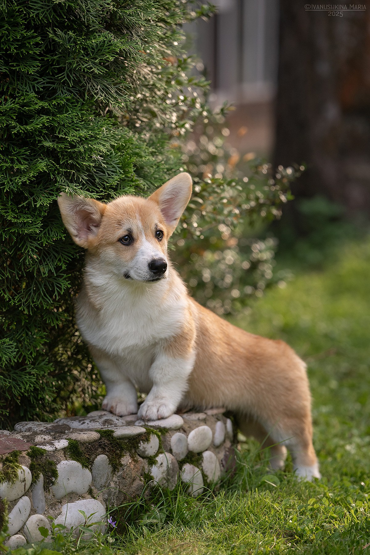 Фотосессия щенков на продажу. Фотограф собак в Москве и Московской области Иванушкина Мария
