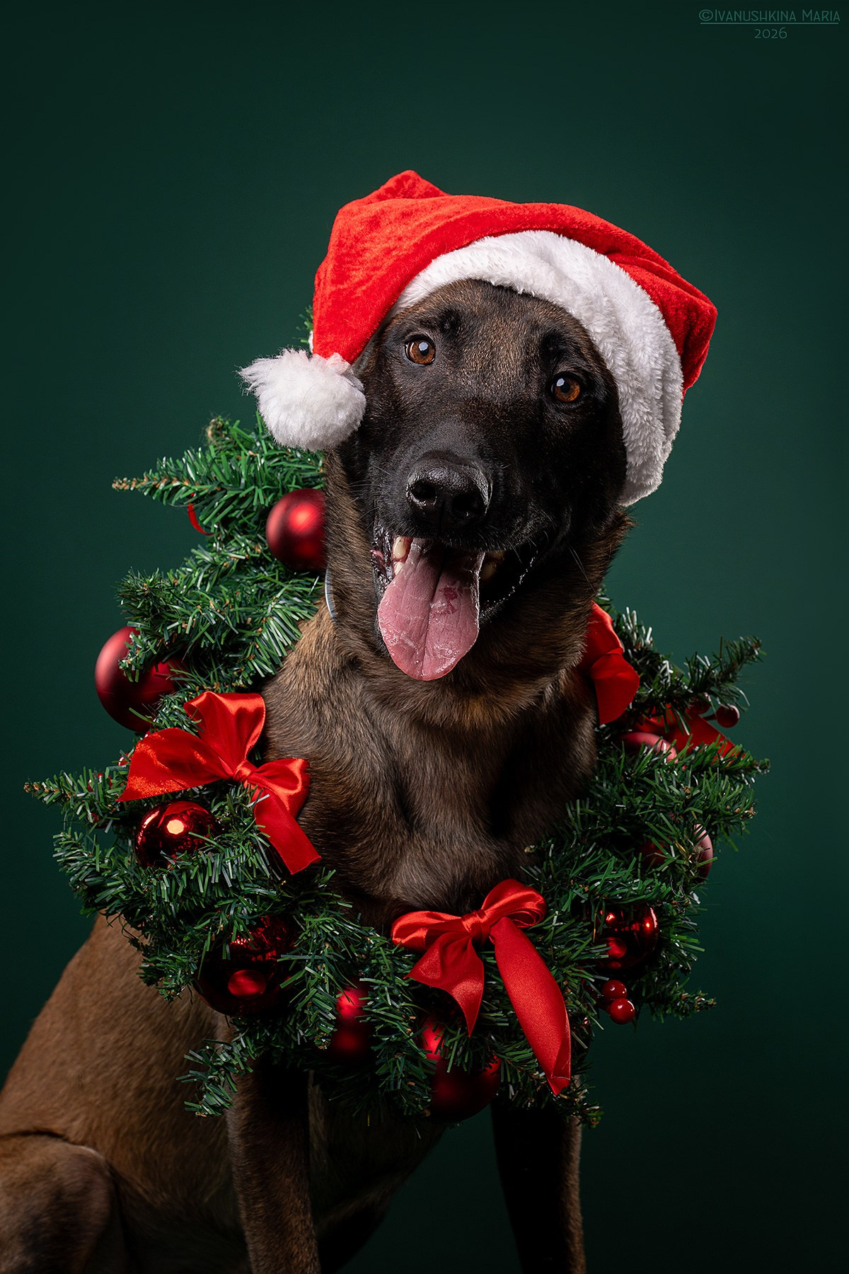 Фотосессия собаки в студии. Фотограф собак в Москве и Московской области Иванушкина Мария