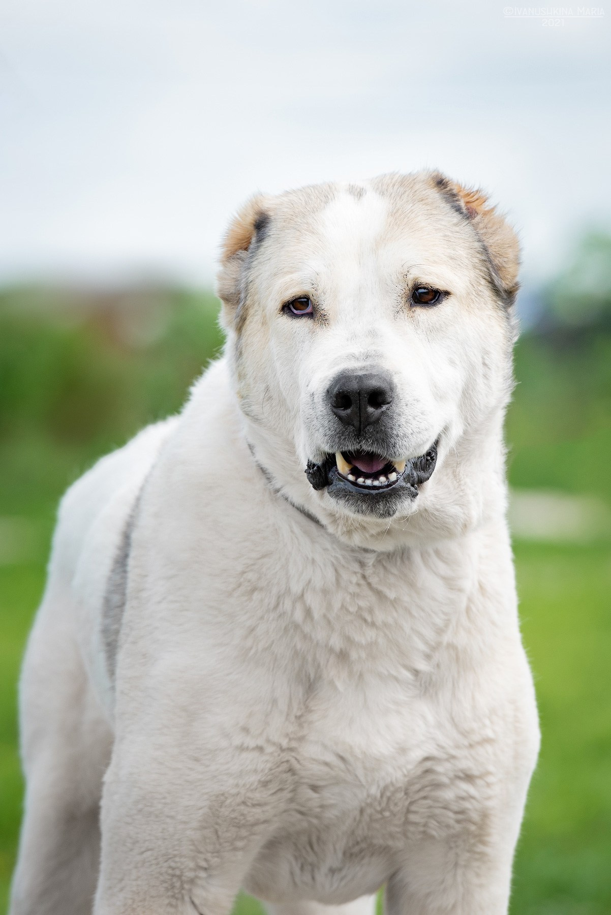 Пиарные фотосессии собак на пристройство. Фотограф собак в Москве и Московской области Иванушкина Мария