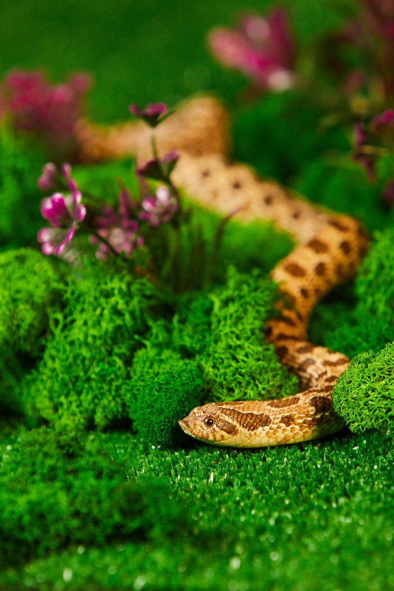 Съёмка животных — оранжевая змея в траве с цветами.