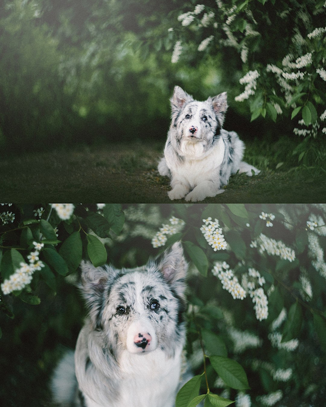 Света, Катрин и Умка. Фотограф анималист в Москве и Санкт-Петербурге Свиридова Анна